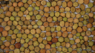 seed