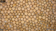 seed