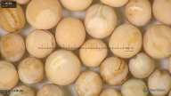 column seed