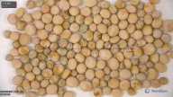seed