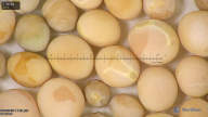 column seed