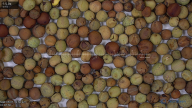 seed