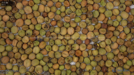column Seed