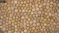 seed