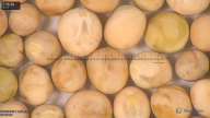 column seed