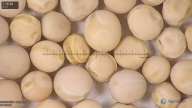 column seed