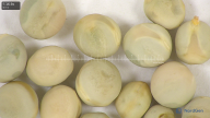 column seed