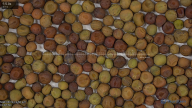 seed