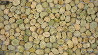 seed