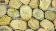 column seed