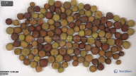 column seed