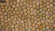 seed