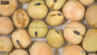 column seed