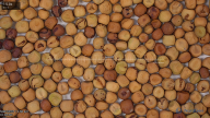seed