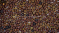 seed