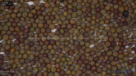 seed