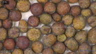 column seed