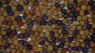 seed