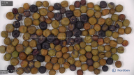 column seed
