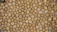 seed