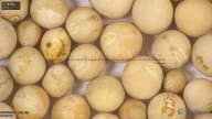 column seed