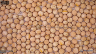 seed