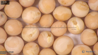 column seed