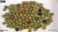 seed