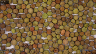 column seed