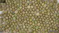 column seed