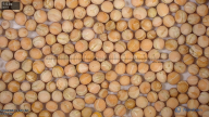 seed