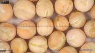 column seed