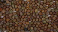 seed