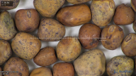 column seed