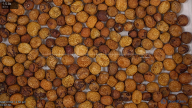 column seed