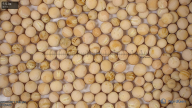 seed