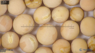 column seed