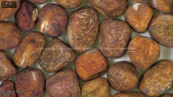 column seed