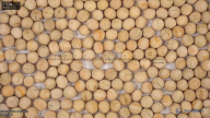 column Seed