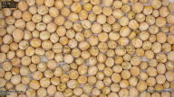 seed
