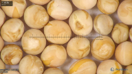 column seed