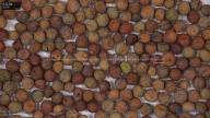column seed