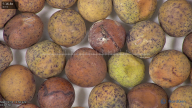 column seed