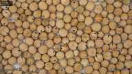 seed