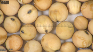 column seed