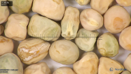 column seed
