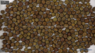 seed