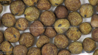 column seed