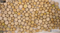 seed