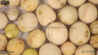 column seed